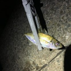 Mキャロアジング