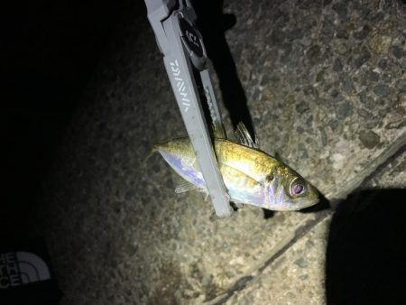 Mキャロアジング