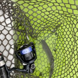 大阪でエリアトラウト