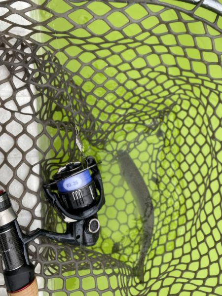 大阪でエリアトラウト