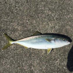 ファミリーフィッシング4