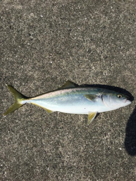 ファミリーフィッシング4