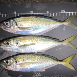 アジングで中アジ！