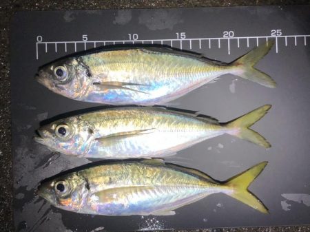 アジングで中アジ！