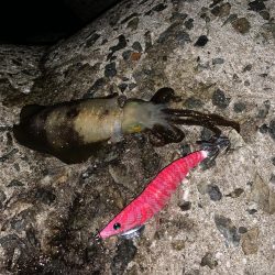 エギング初釣果