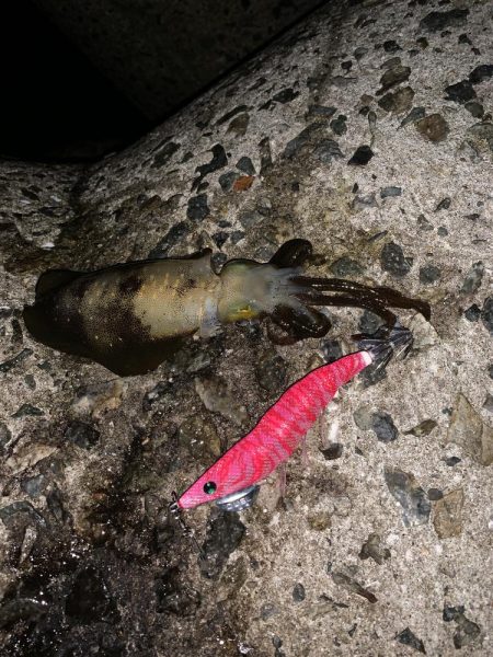 エギング初釣果