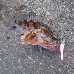 ライトワインドパラダイス！