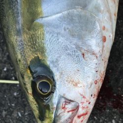 ど干潮潮止まり