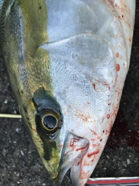 ど干潮潮止まり