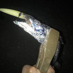 夕マズメの太刀魚釣り