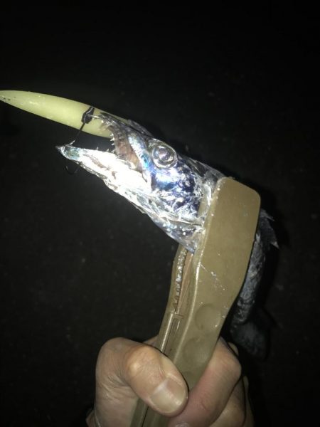 夕マズメの太刀魚釣り