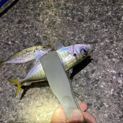 ライトゲーム、アジ・メバル