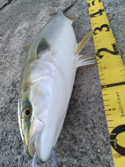 またまた夕マヅメドーン！