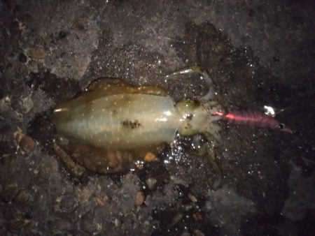 イカの三種盛り