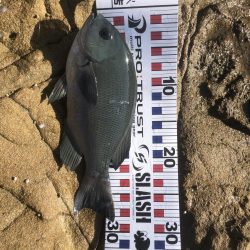 エギング&フカセ