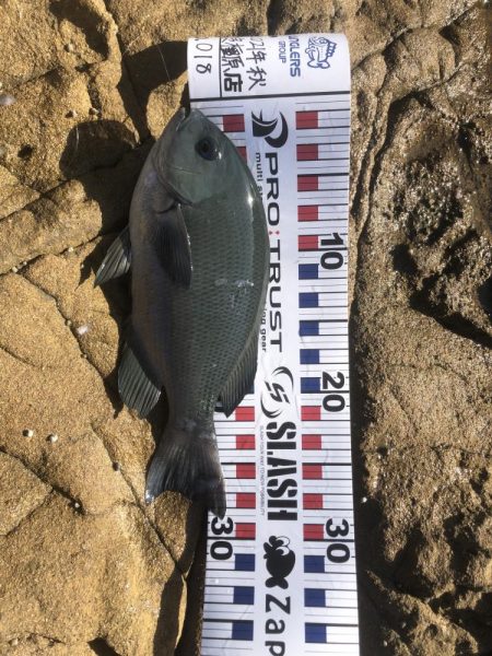 エギング&フカセ