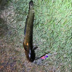 夜のナマズ釣り