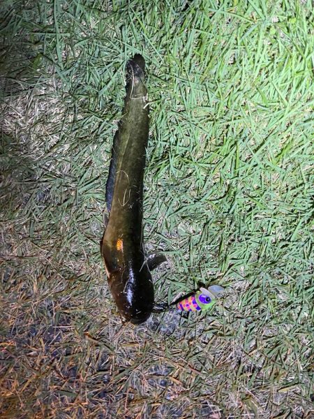 夜のナマズ釣り