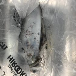 朝マズメのエギング