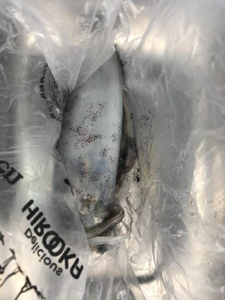 朝マズメのエギング