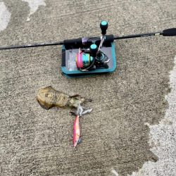 アオリイカに会いたい