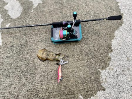 アオリイカに会いたい