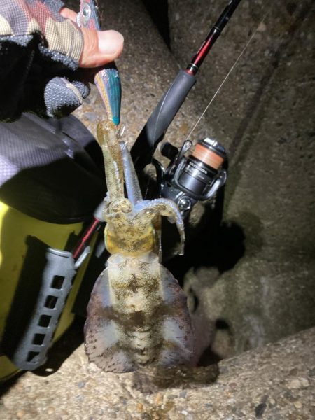 何時もの場所でアオリイカGET＼(^o^)…