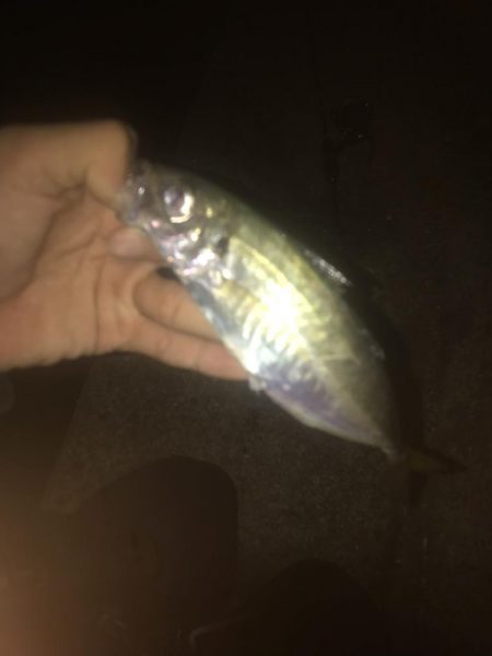 初投稿！釣り歴7年目の中学2年生でぇーす