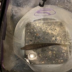 ナイトアジングです