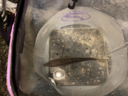 ナイトアジングです