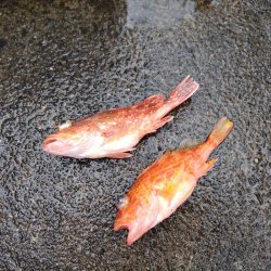 久々オフショア