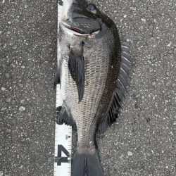 イチノ兄弟、釣果！