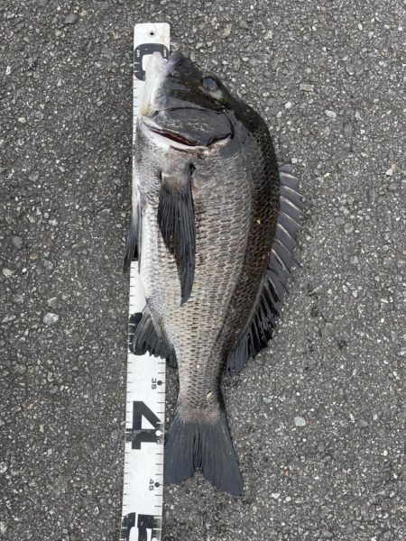 イチノ兄弟、釣果！