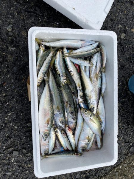 ファミリーフィッシング