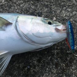 たかたかの釣日記