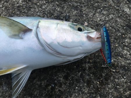 たかたかの釣日記