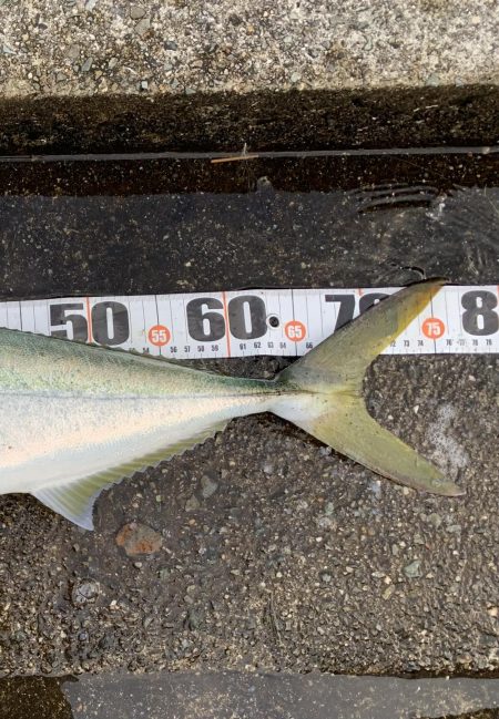 ブリまであとちょっと