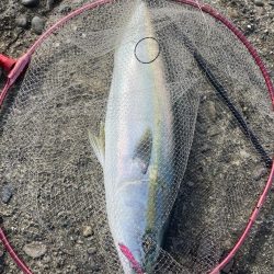 粘り勝ちの人生初青物