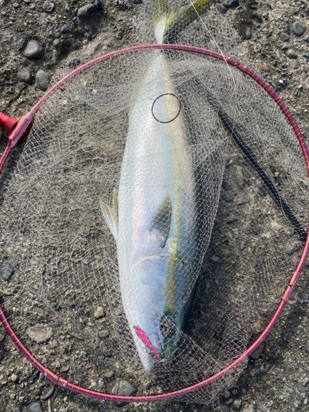 粘り勝ちの人生初青物