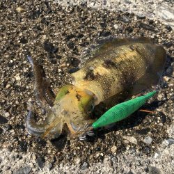 アオリイカ　自己ベスト