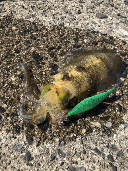 アオリイカ　自己ベスト