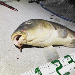 自己記録更新だが鯉