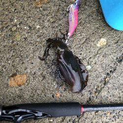 アオリイカ 湾内サイト