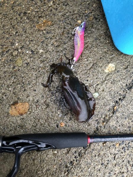 アオリイカ 湾内サイト