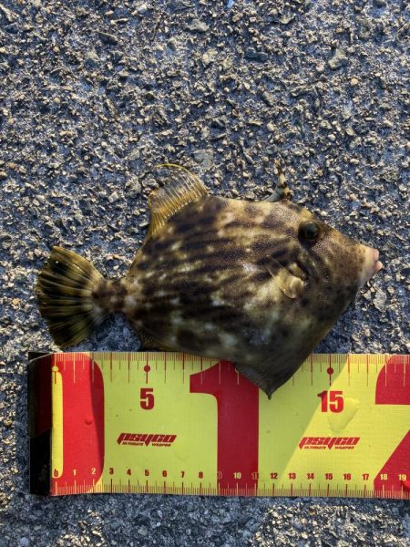 まさか翼港でガシラが釣れるとは…