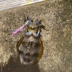 秋イカシーズン好調！