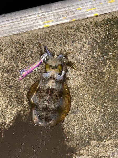 秋イカシーズン好調！