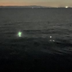 かわいい太刀魚