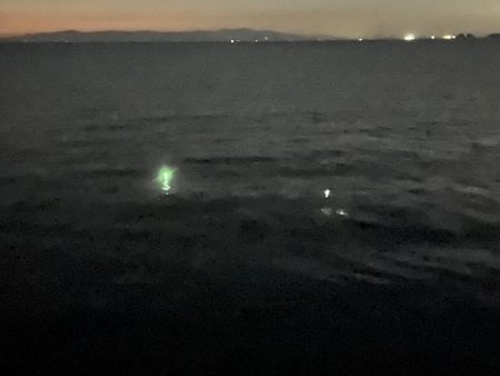 かわいい太刀魚