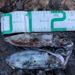 2021 佐渡ヶ島エギング 21回目